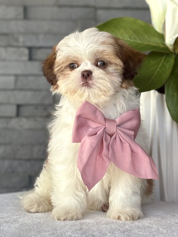 Shih-Tzu Puppy