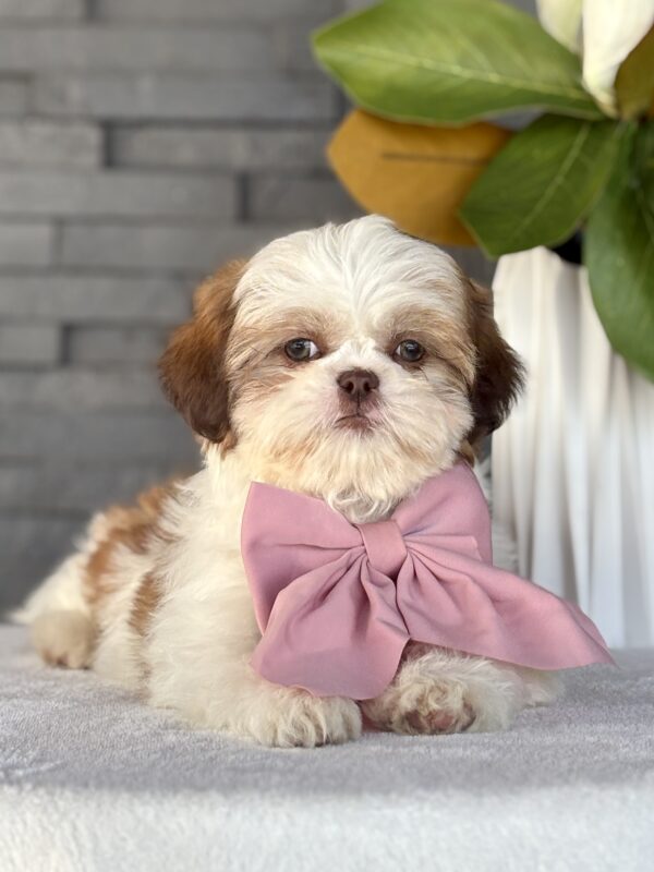Shih-Tzu Puppy