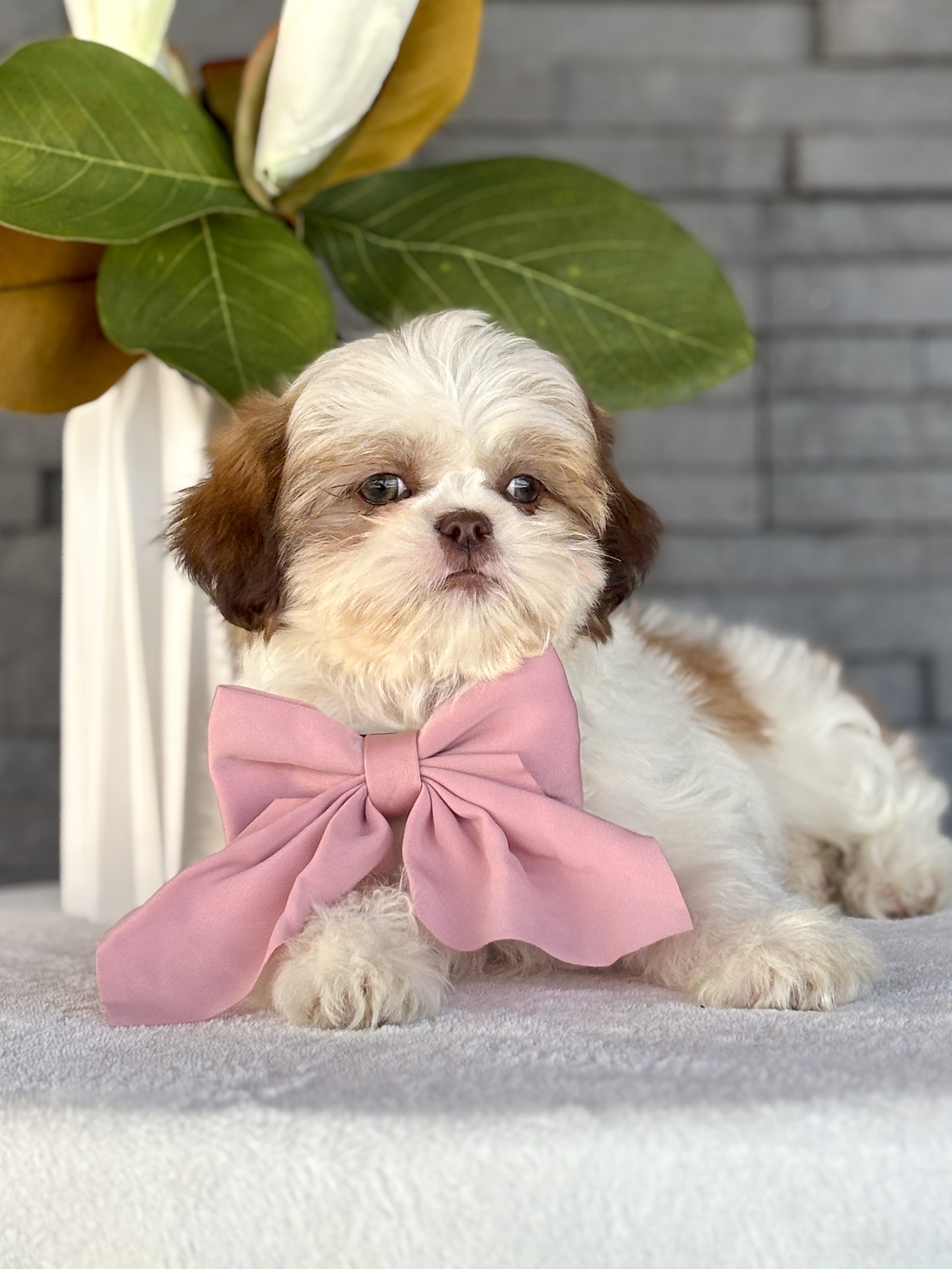 Shih-Tzu Puppy