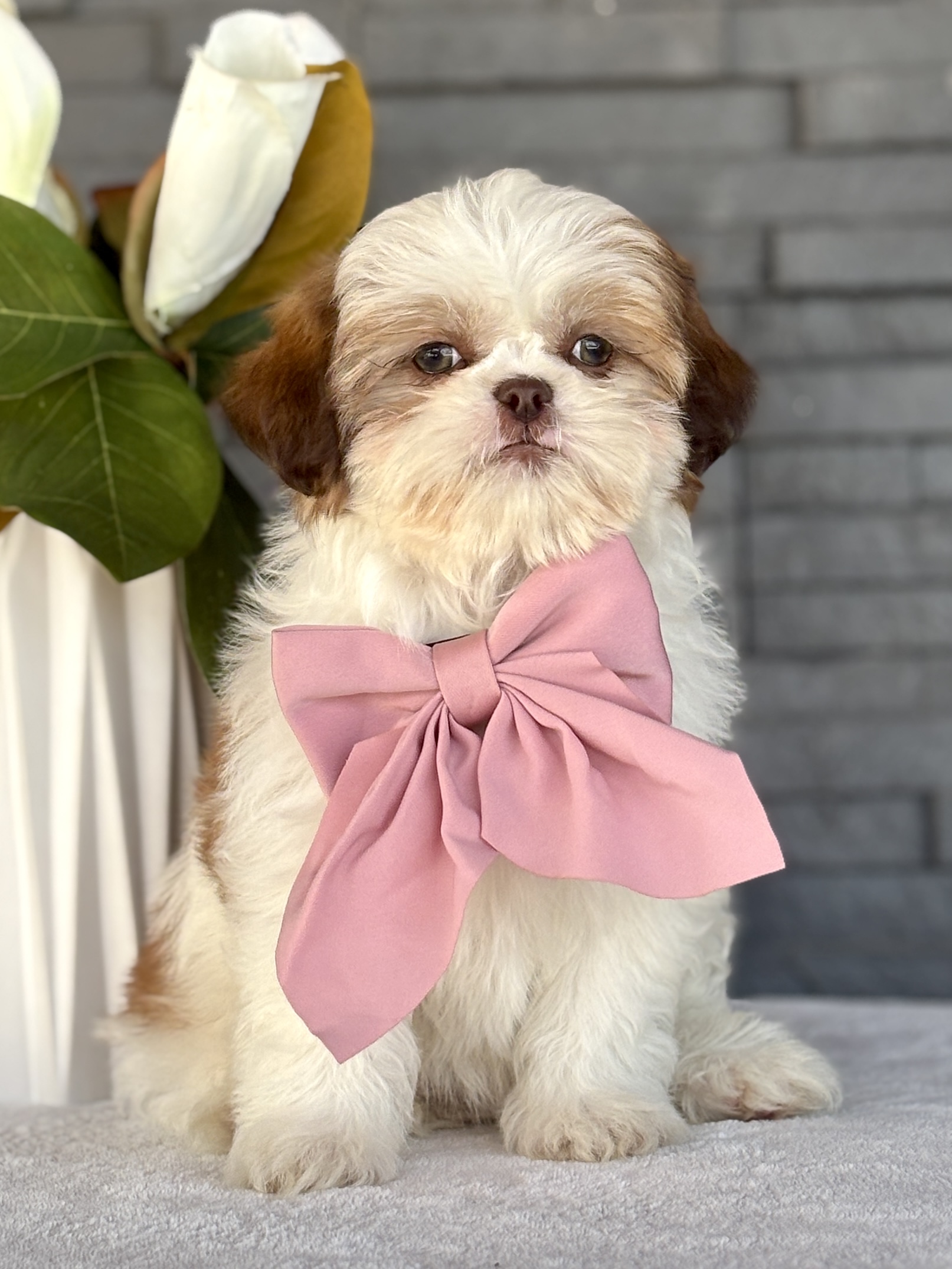 Shih-Tzu Puppy