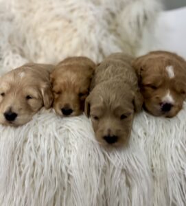 ginger's babies