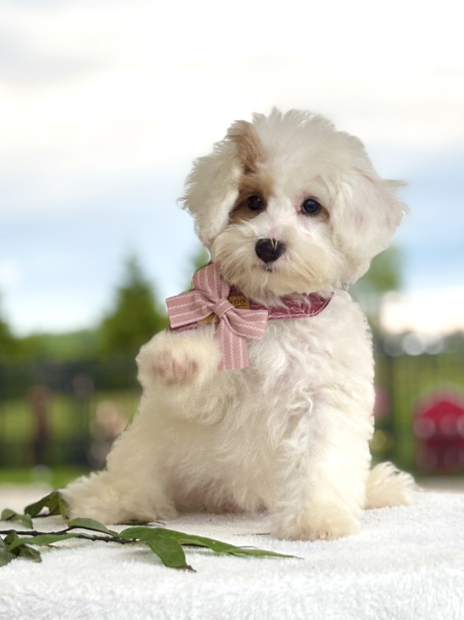 Havapoo Puppy