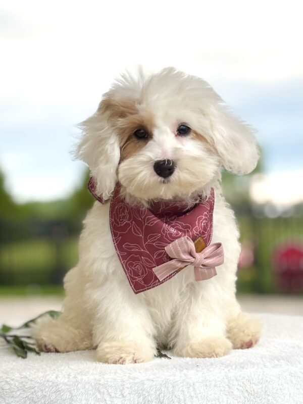 Havapoo Puppy