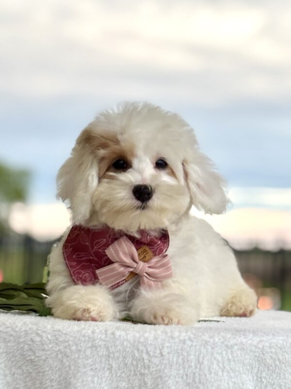 Havapoo Puppy