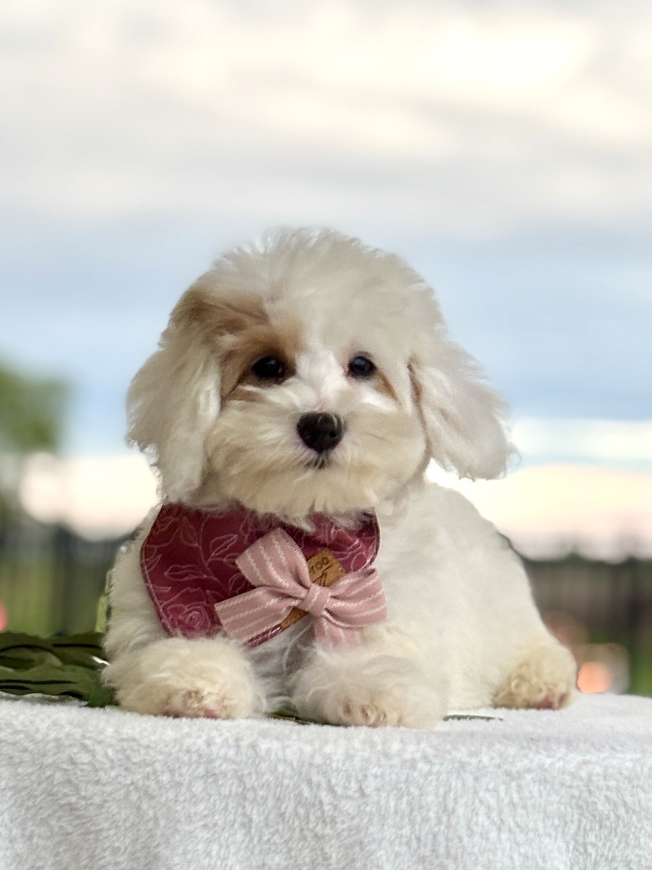 Havapoo Puppy