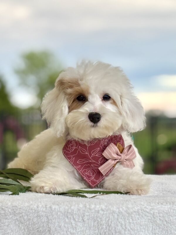 Havapoo Puppy