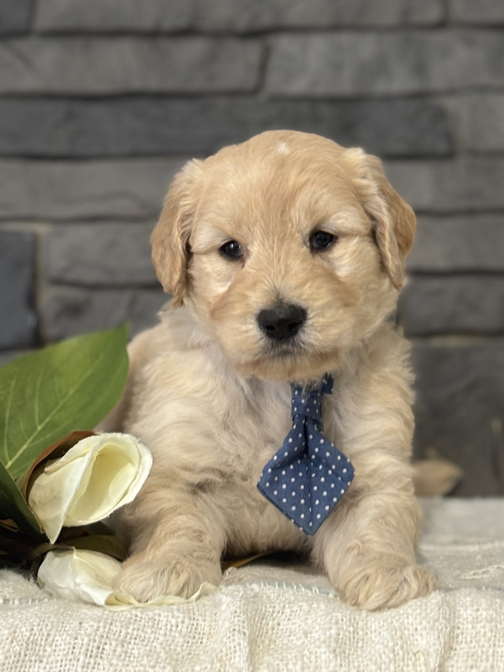 Golden Doodle Puppy