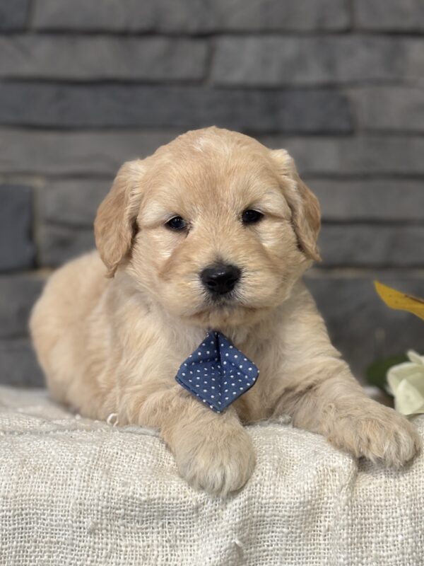Golden Doodle Puppy