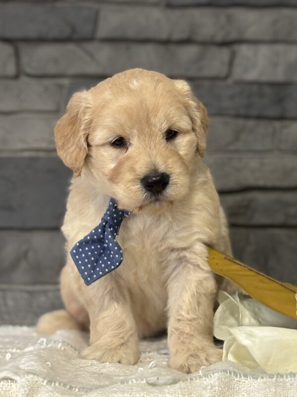 Golden Doodle Puppy