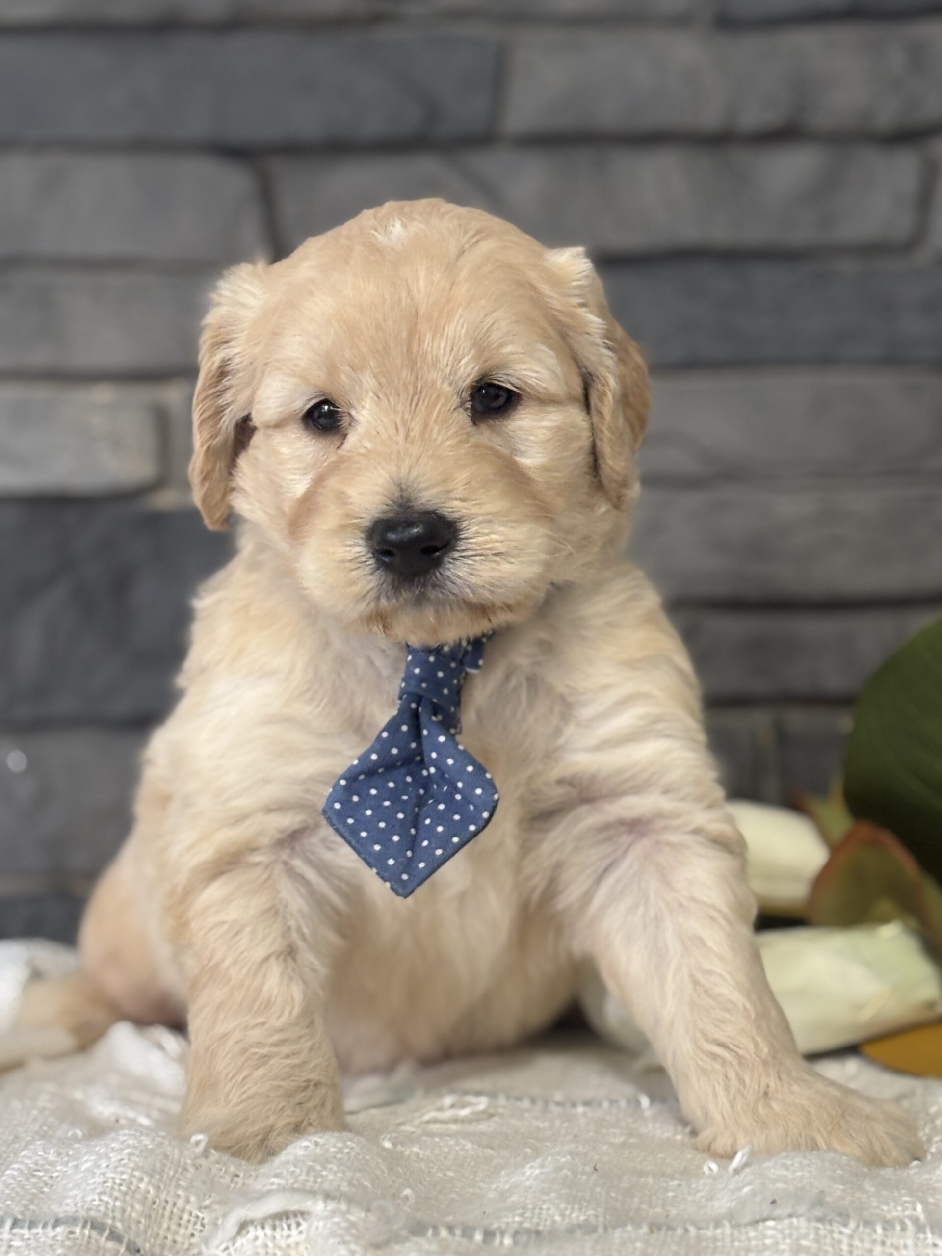 Golden Doodle Puppy