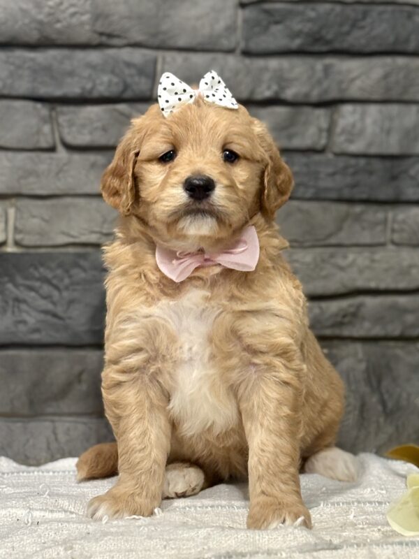 Golden Doodle Puppy