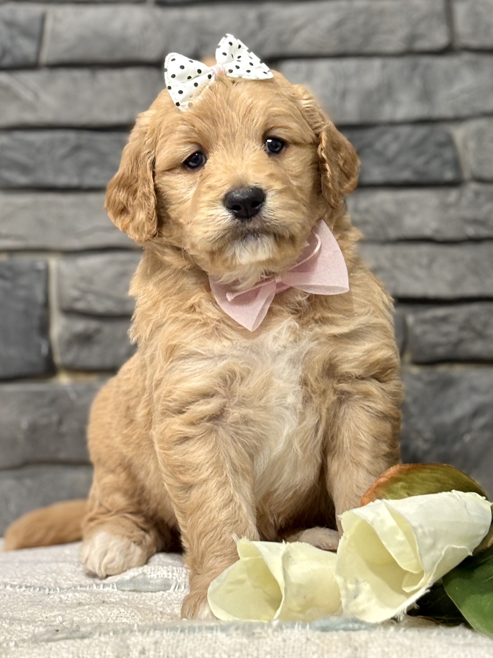 Golden Doodle Puppy