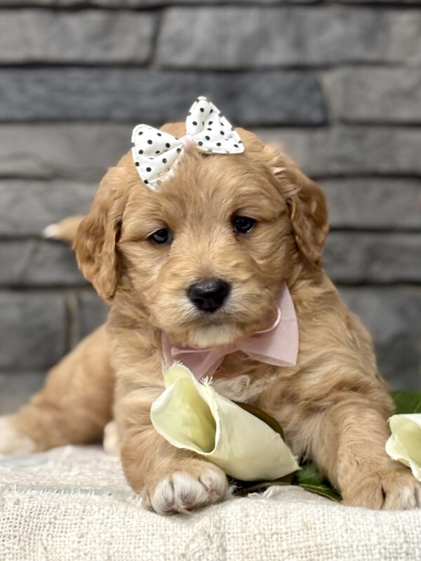 Golden Doodle Puppy