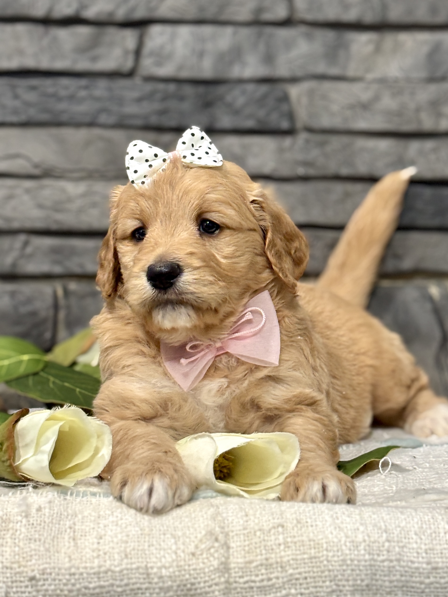 Golden Doodle Puppy