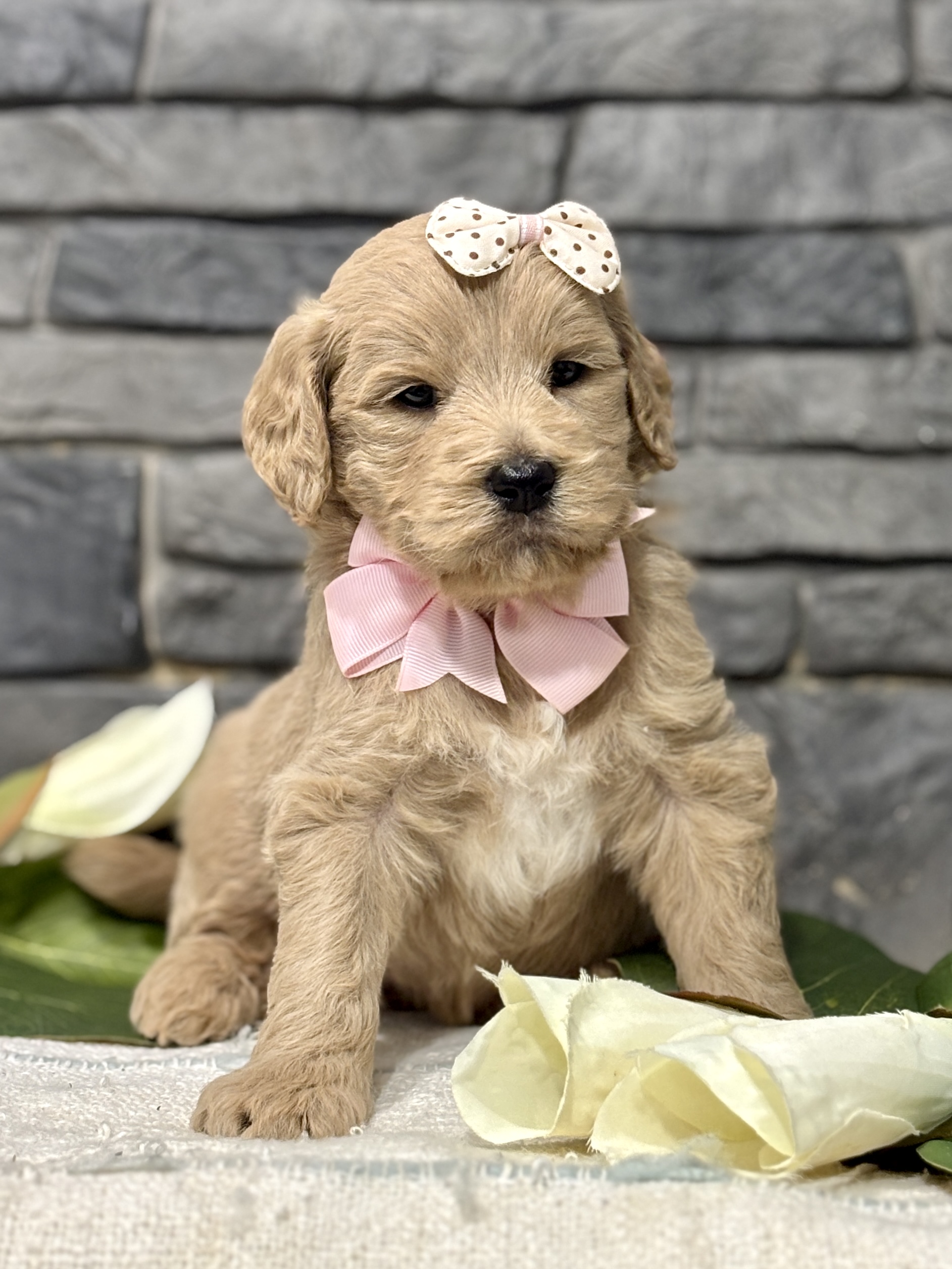 Golden Doodle Puppy