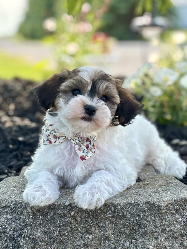 Havapoo Puppy
