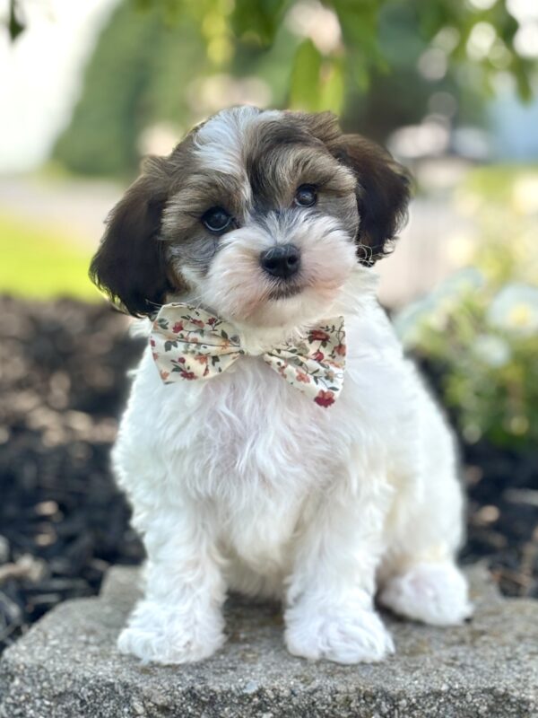 Havapoo Puppy