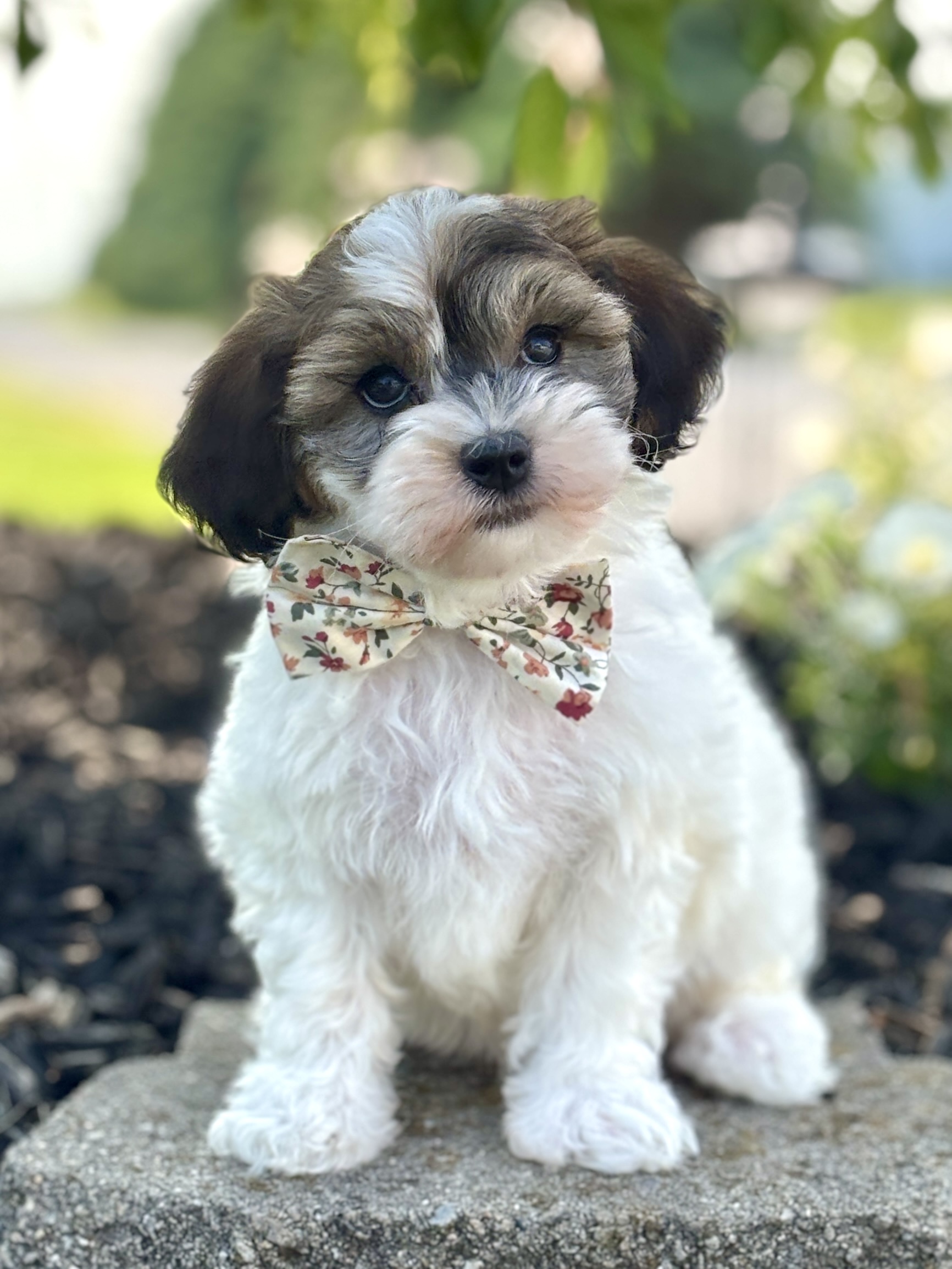 Havapoo Puppy