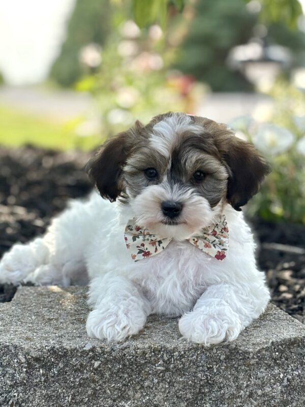 Havapoo Puppy