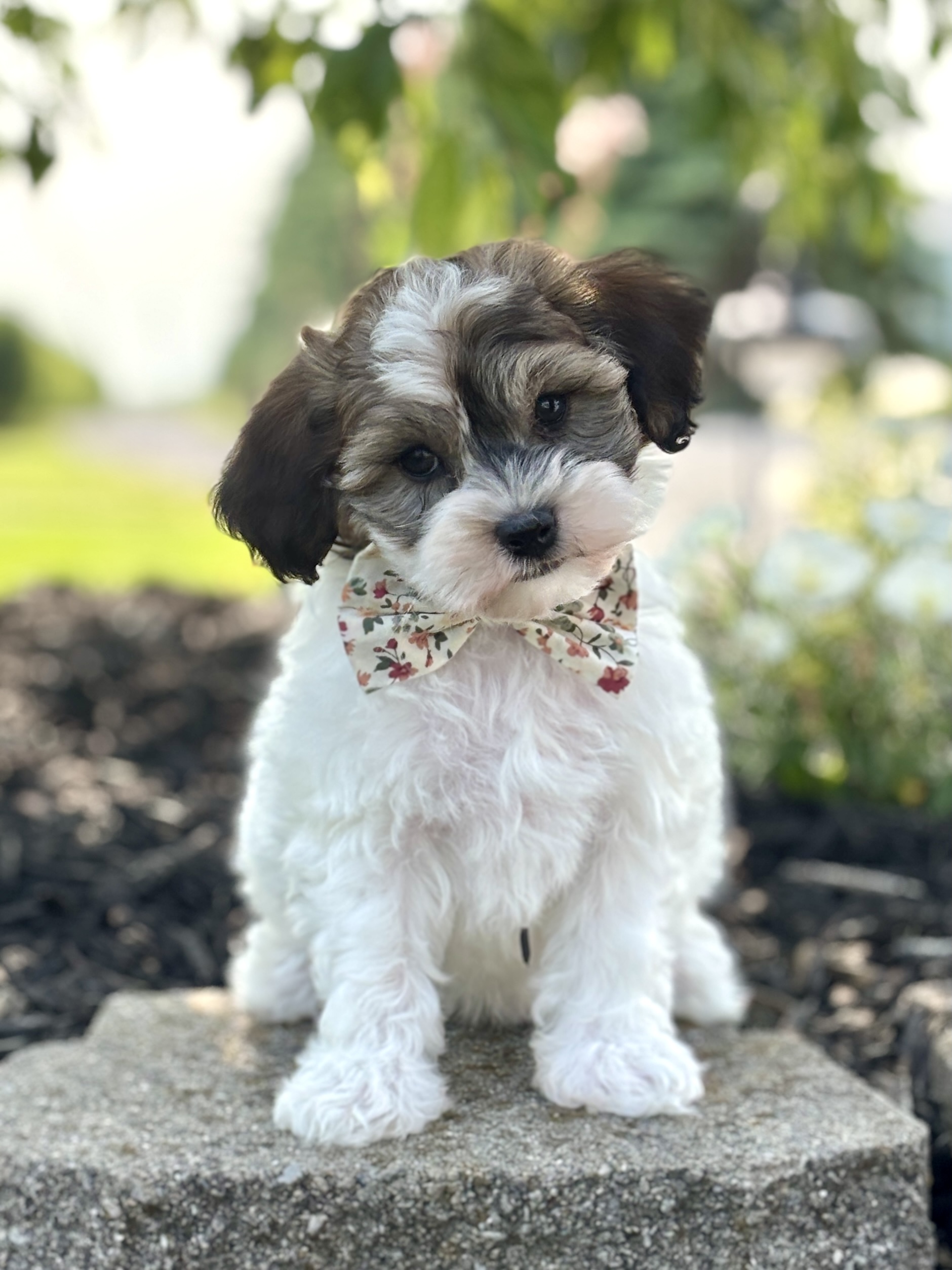 Havapoo Puppy
