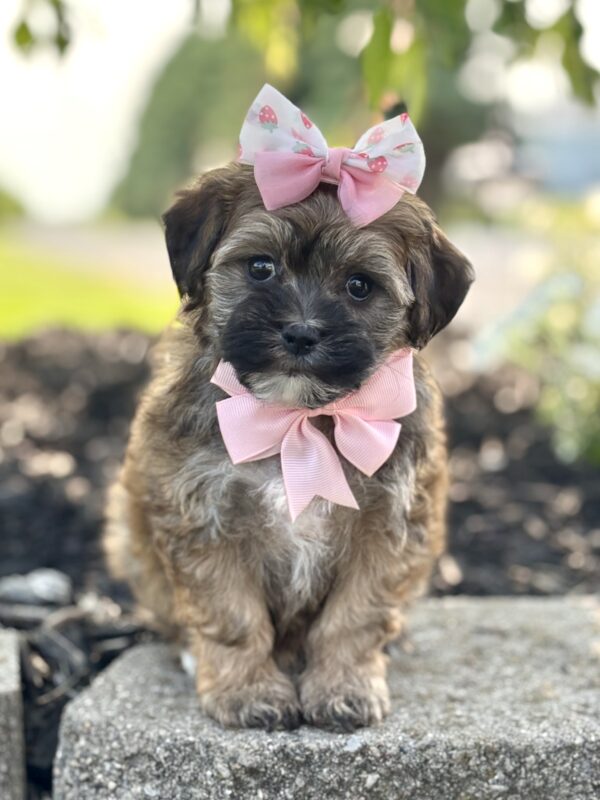 Havapoo Puppy