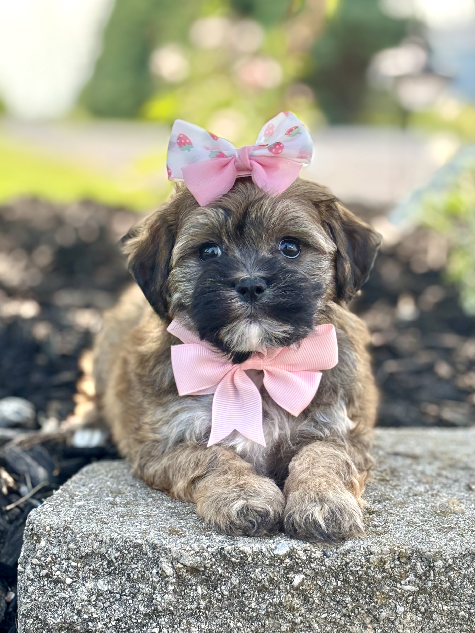 Havapoo Puppy