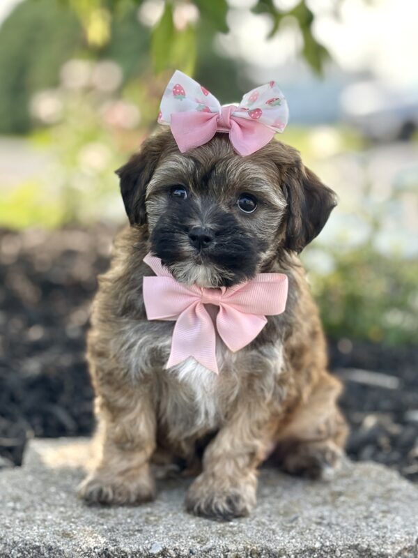 Havapoo Puppy