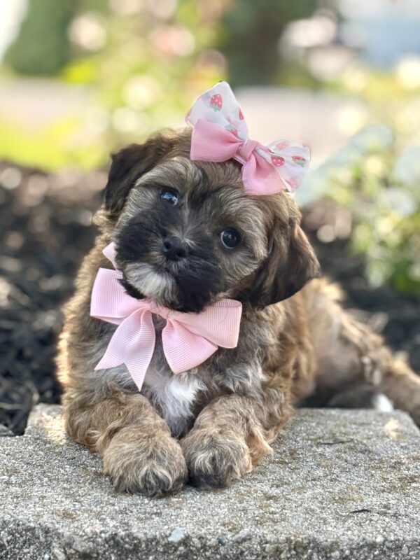 Havapoo Puppy