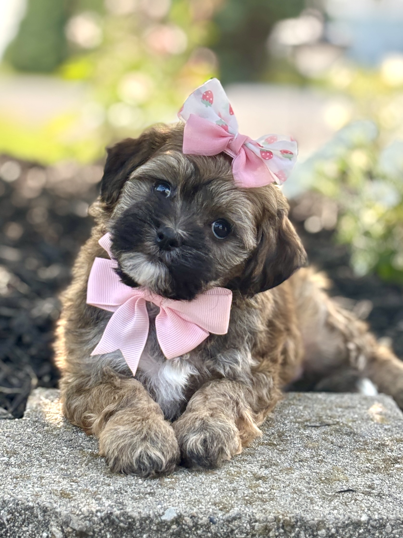 Havapoo Puppy