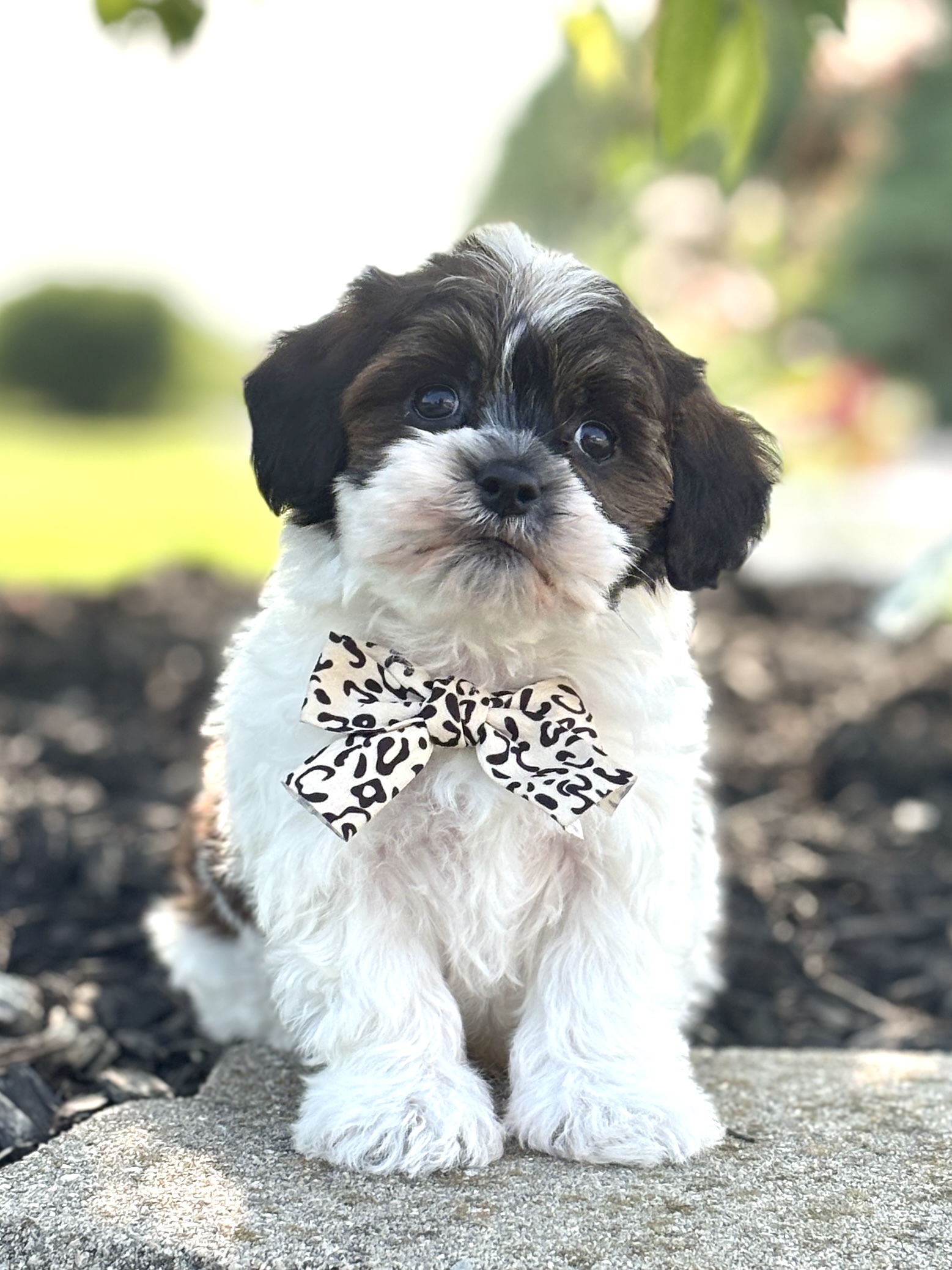 Havapoo Puppy