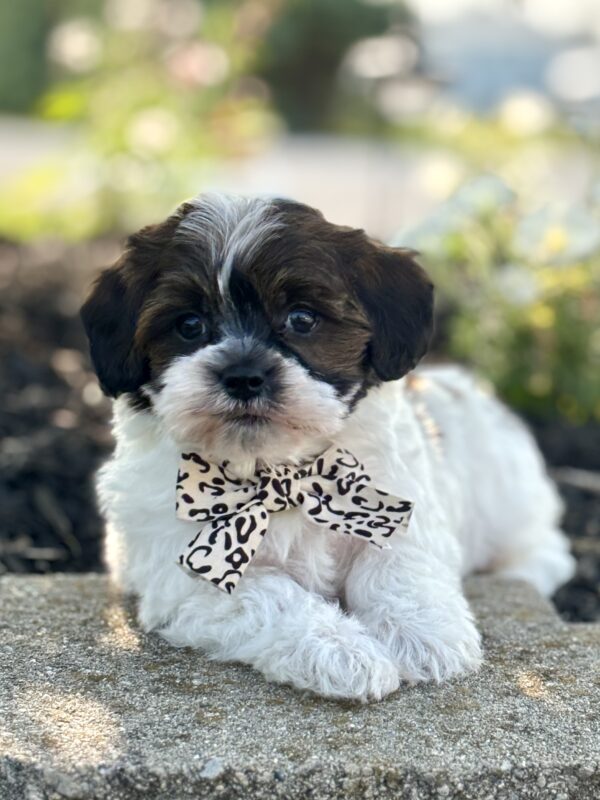 Havapoo Puppy