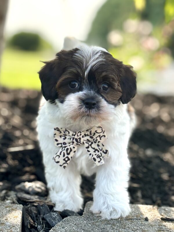Havapoo Puppy