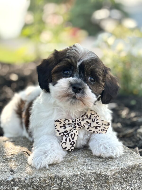 Havapoo Puppy